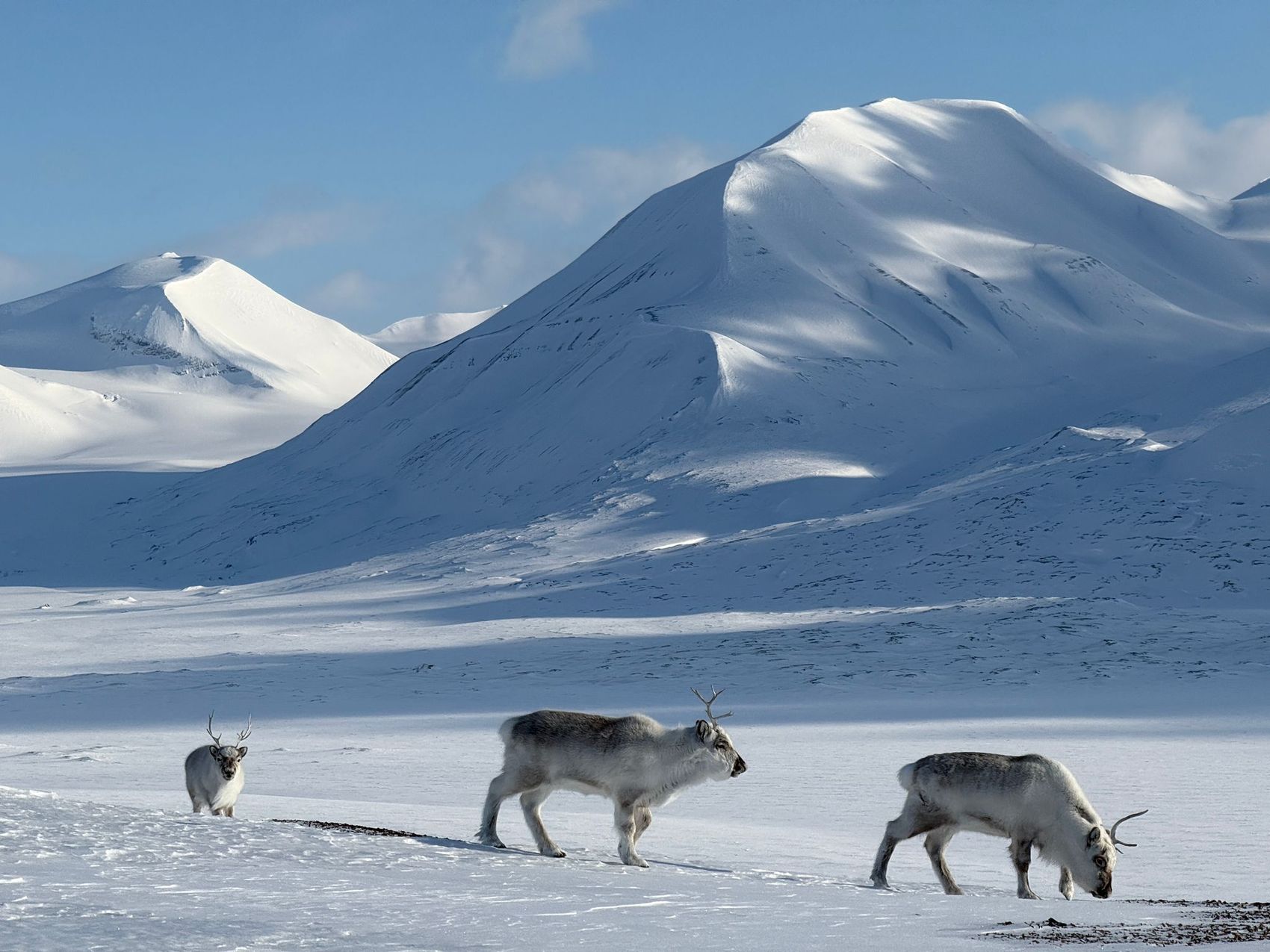 Svalbard reindeer